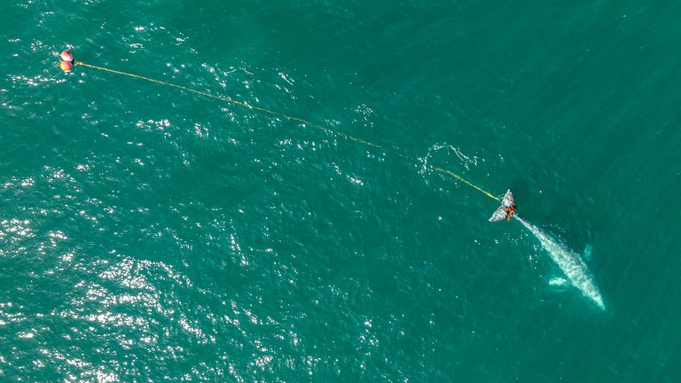 Fears grow for whale entangled in fishing net near San Francisco