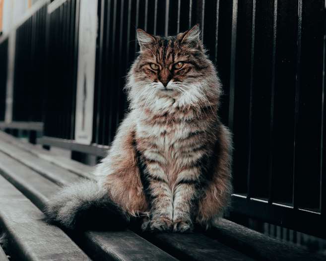 Gato siberiano: características, personalidad y curiosidades que quizá no sabía
