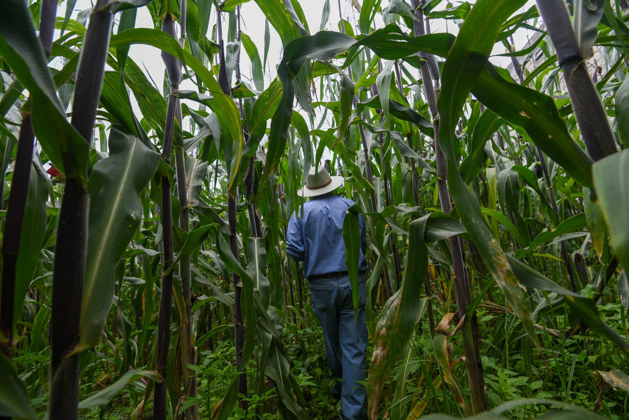 Estados Unidos debe respetar los derechos indígenas en el caso del maíz transgénico