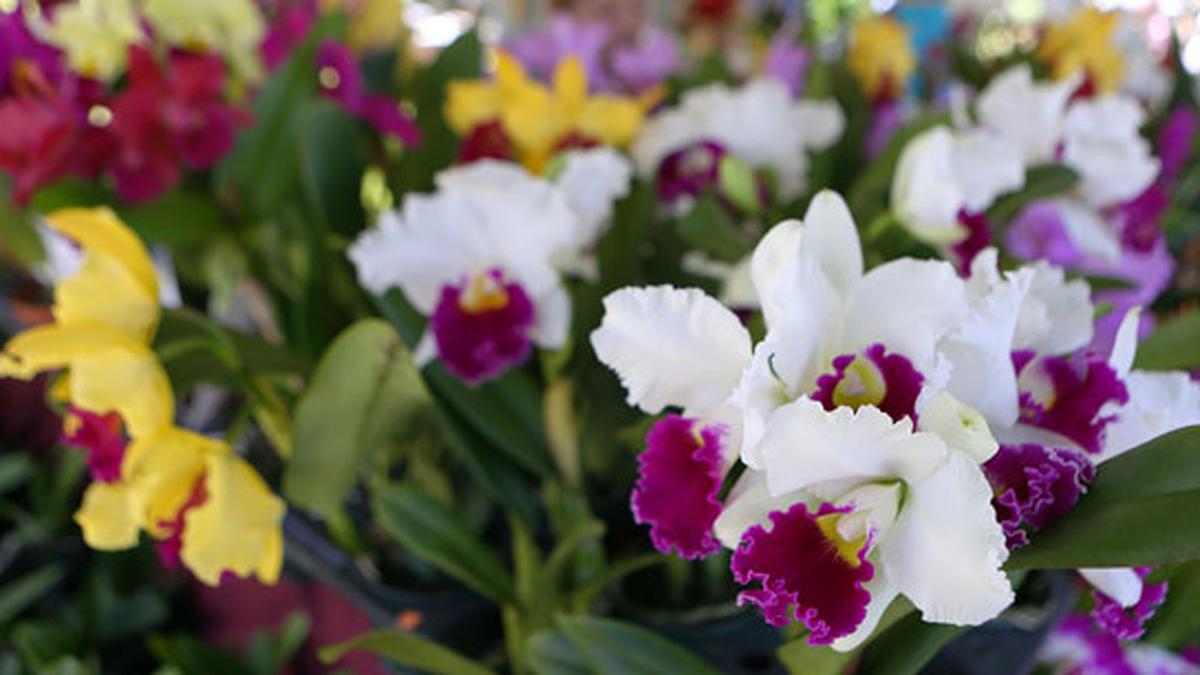 Aibonito tendrá “casa abierta” durante el Festival de las Flores