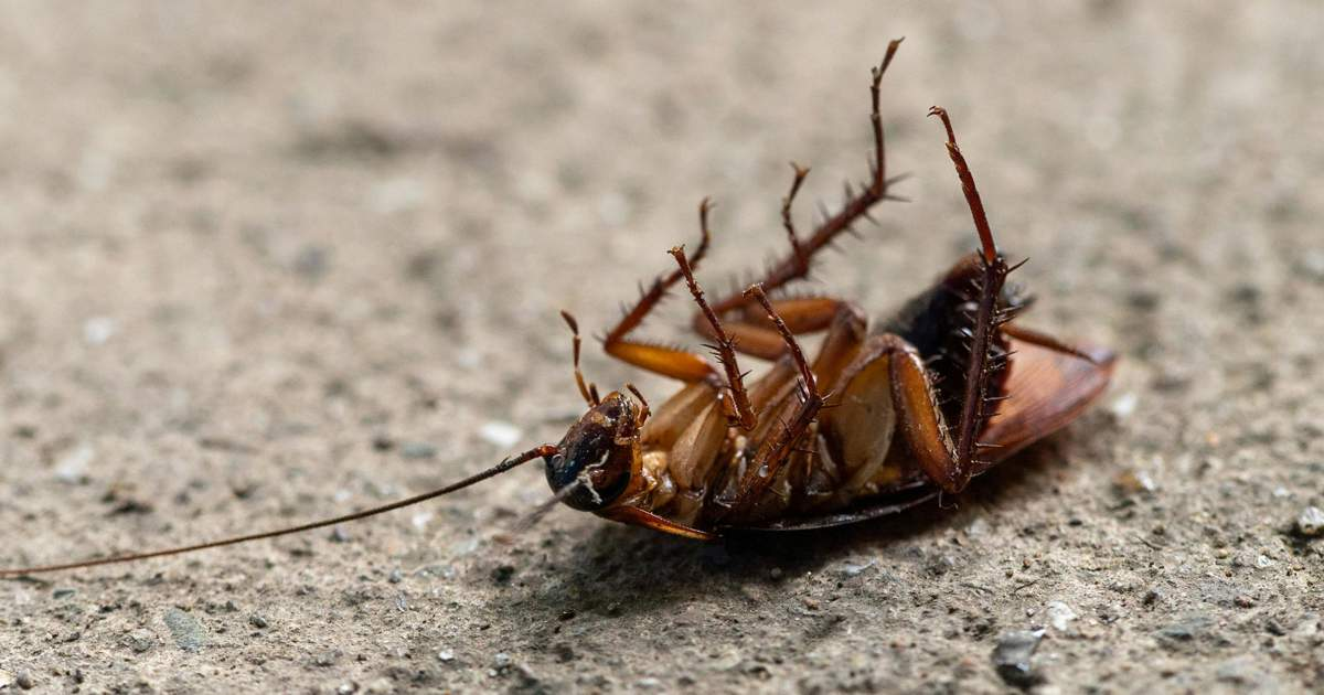 Los motivos por los que aumenta la presencia de cucarachas ‘mutantes’ y por qué es tan difícil exterminarlas