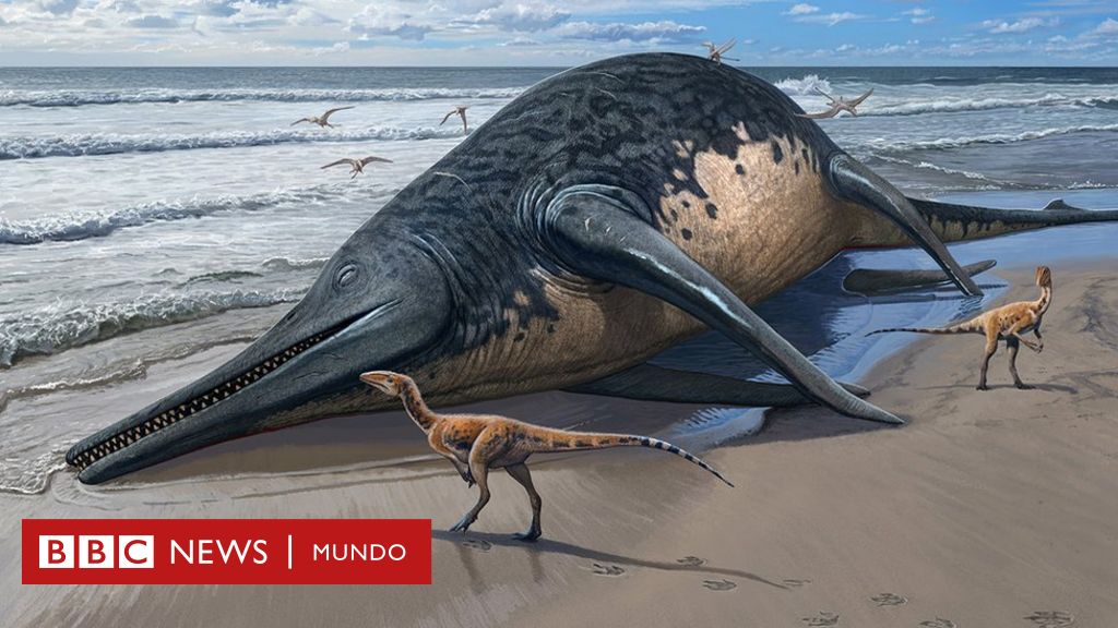 Cómo era el antiguo reptil marino del tamaño de dos autobuses cuyo fósil fue hallado en una playa de Reino Unido – BBC News Mundo