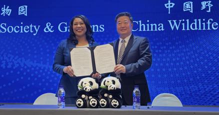 San Francisco mayor announces the city will receive pandas from China