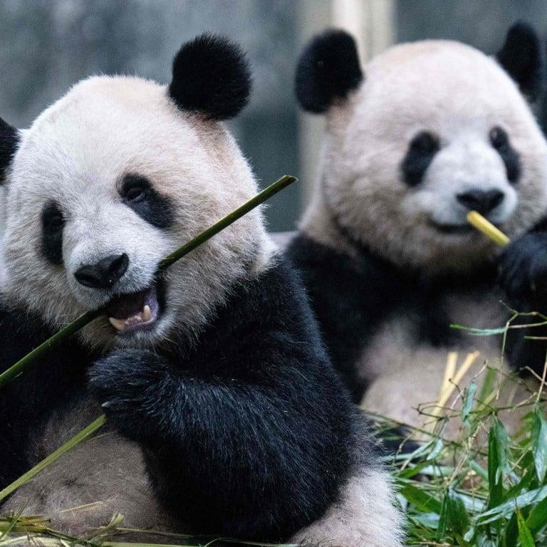pandas-chinos-a-san-francisco