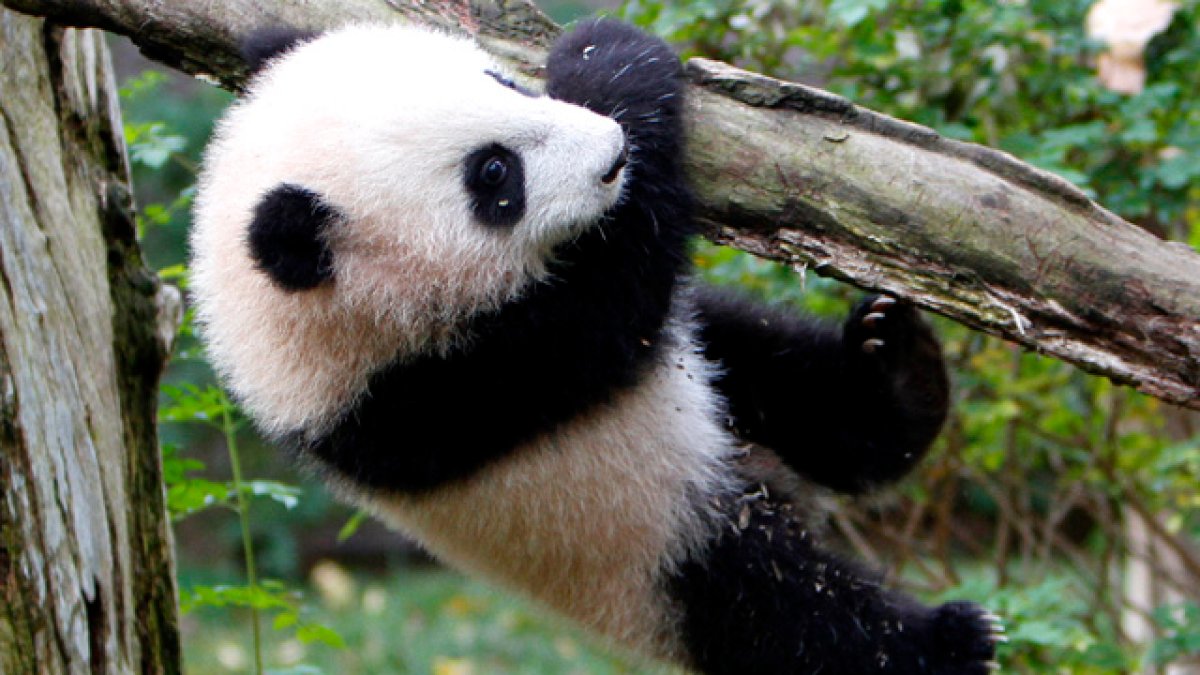 San Francisco signs similar agreement as San Diego's to bring pandas from China