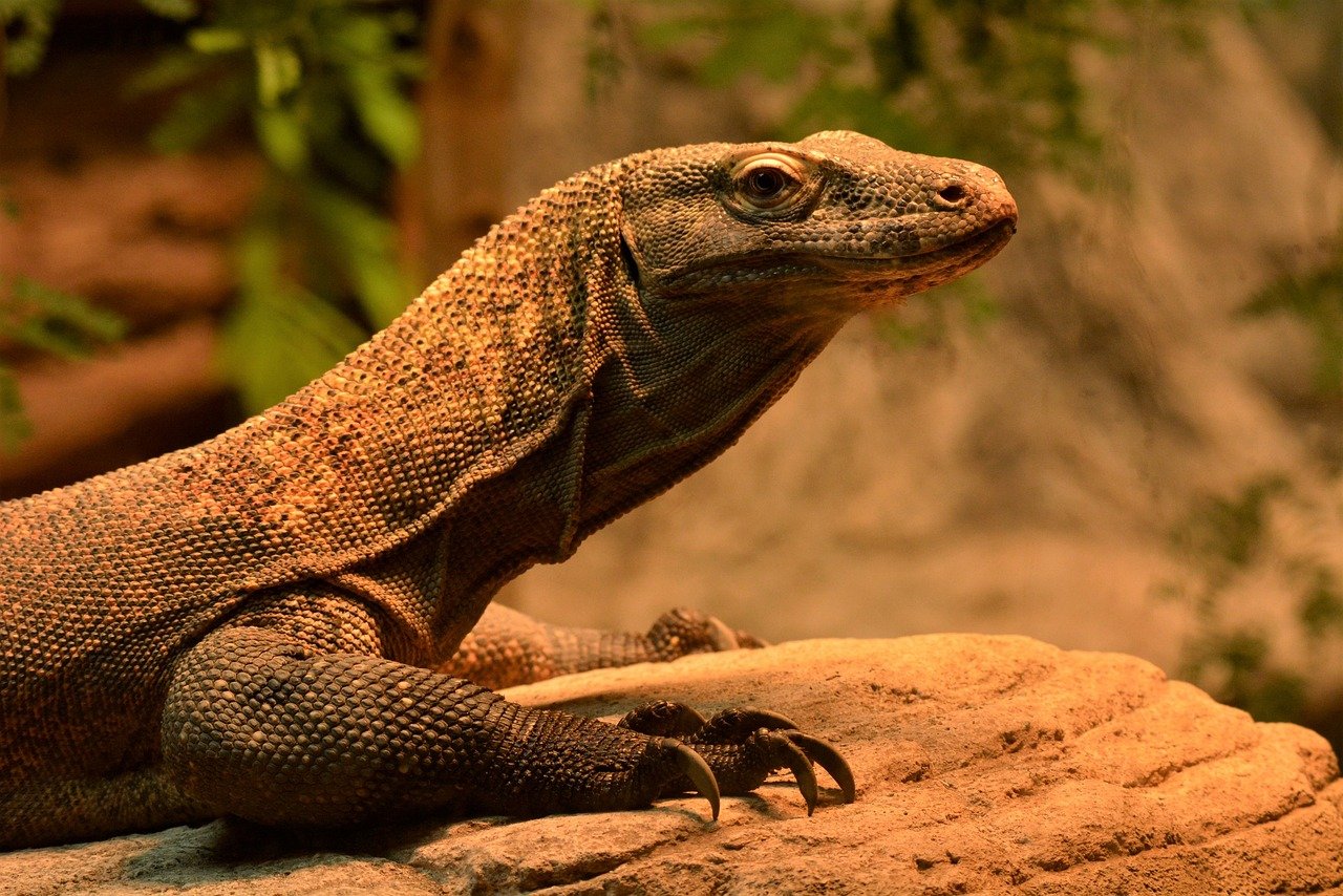 5 Curiosidades Fascinantes sobre el Dragón de Komodo