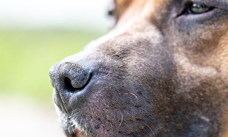 10-curiosidades-sobre-el-increible-olfato-de-los-perros