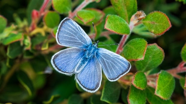 Humans wiped out a native San Francisco butterfly. Now another species is filling its 'big blue shoes' | CBC Radio