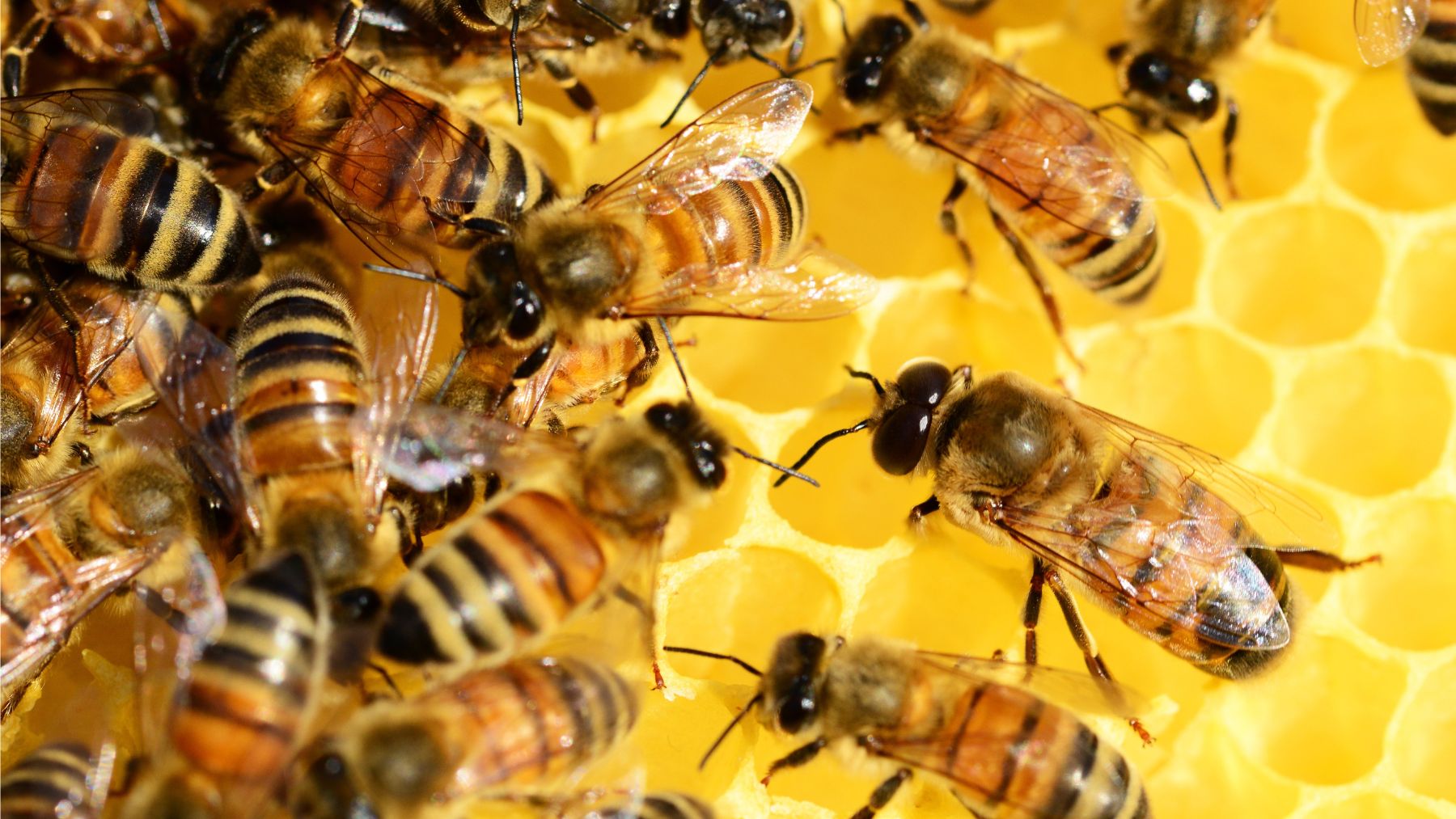 ¿Sabías que las abejas pueden reconocer rostros humanos?