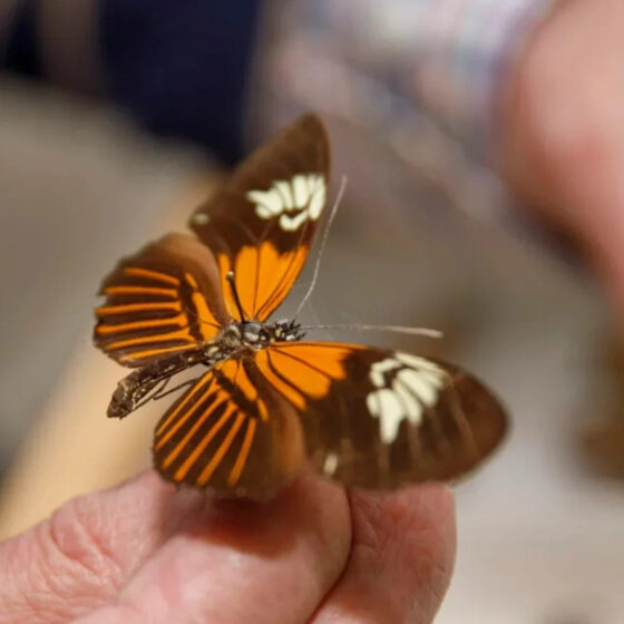 la-sorprendente-mariposa-amazonica-surgio-de-un-insolito-y-antiguo-evento-hibrido