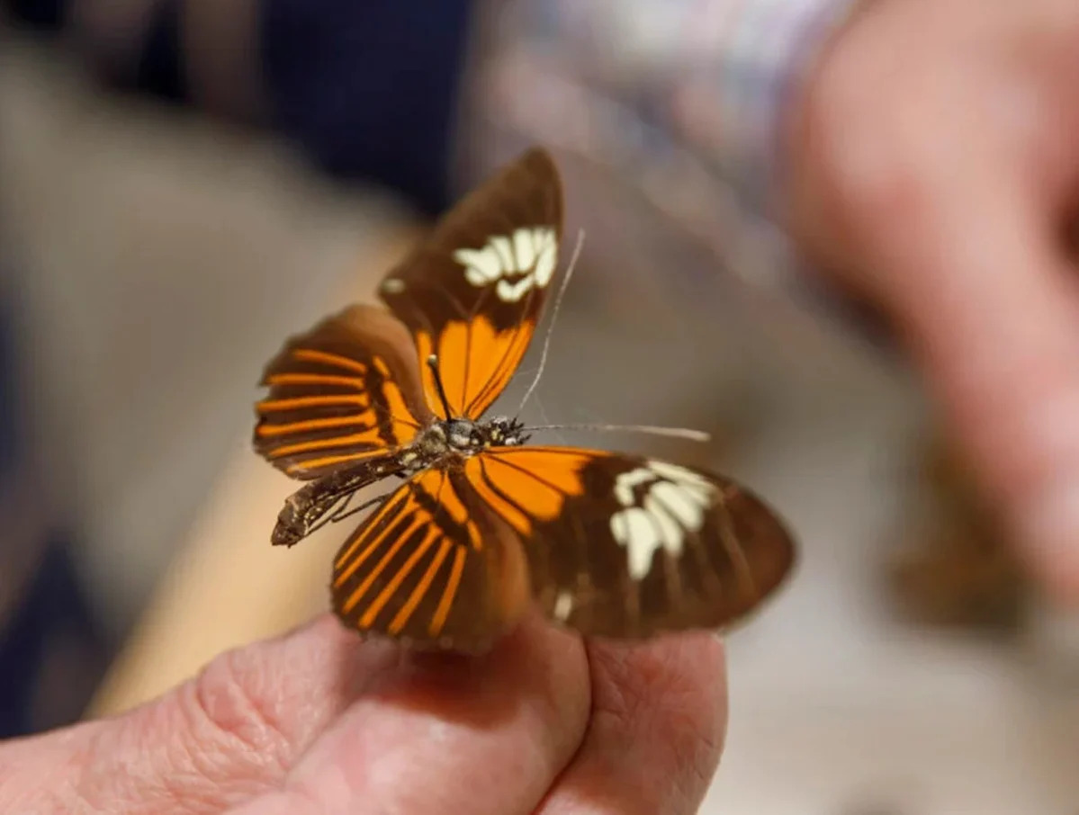 La sorprendente mariposa amazónica surgió de un insólito y antiguo evento híbrido