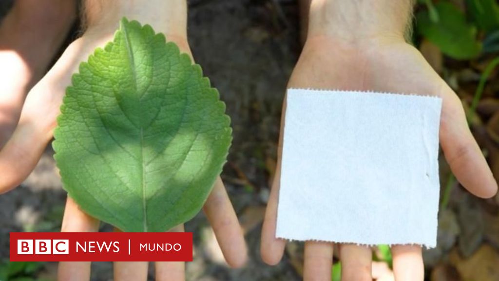 boldo:-la-planta-que-se-usa-como-alternativa-al-papel-higienico-en-africa-y-estados-unidos-–-bbc-news-mundo