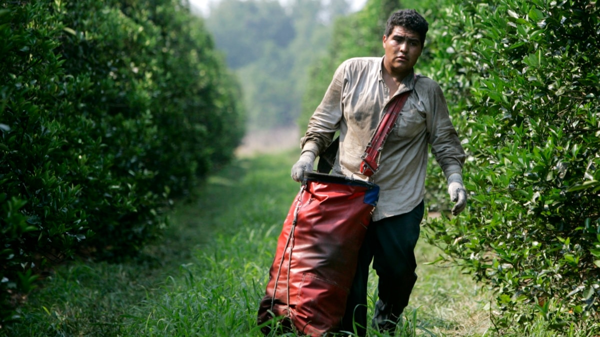 Trabajadores agrícolas temporales de EEUU tendrán más protecciones contra represalias y otros abusos