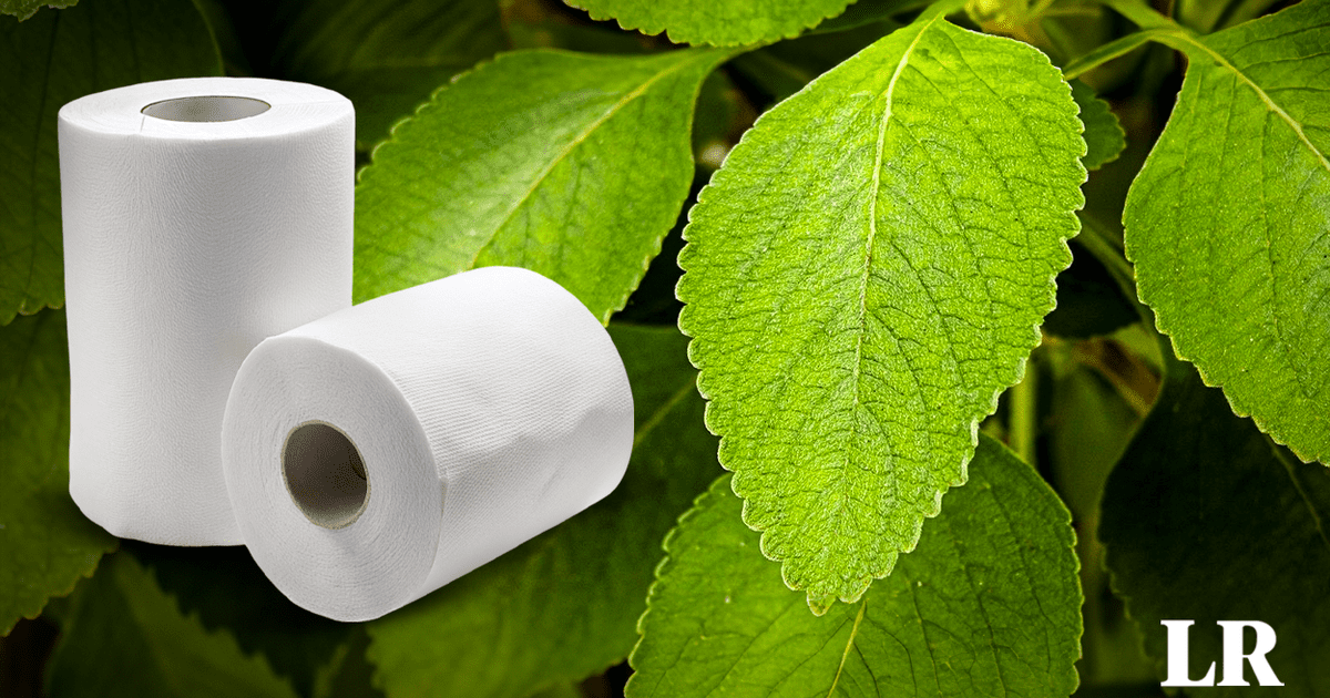 La planta usada como alternativa al papel higiénico en Estados Unidos y África: “Suaves y huelen a menta”