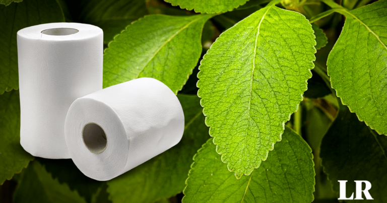 la-planta-usada-como-alternativa-al-papel-higienico-en-estados-unidos-y-africa:-“suaves-y-huelen-a-menta”