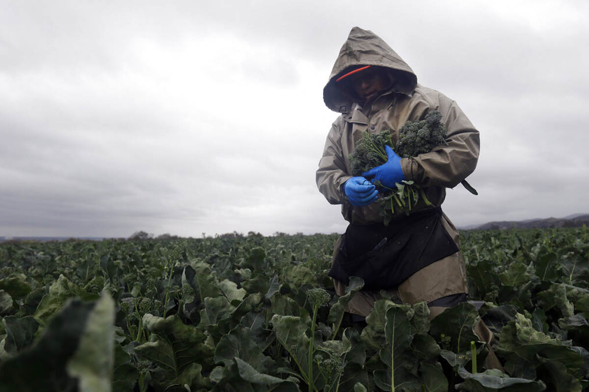 Los trabajadores agrícolas temporales tendrán más protecciones legales en Estados Unidos – La Opinión