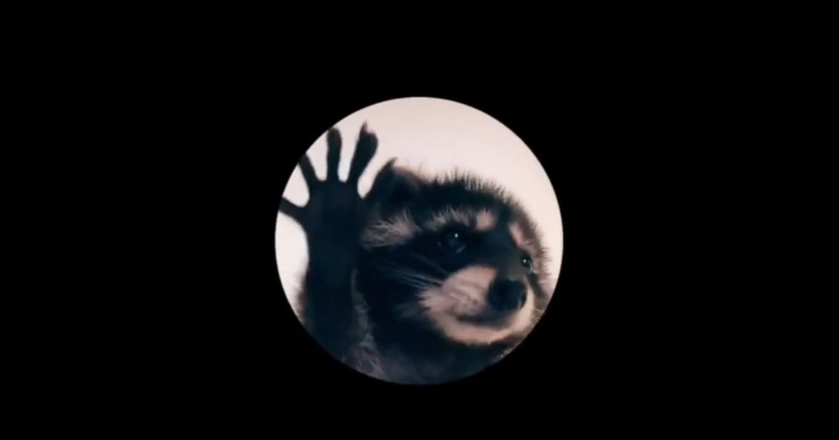 Curiosidades de la canción “Pedro, Pedro, Pedro”, mapache que se viralizó en redes sociales