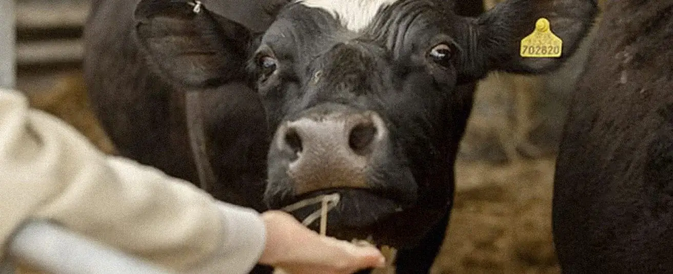 Lanzan herramienta de inteligencia artificial para monitorear el bienestar de las vacas