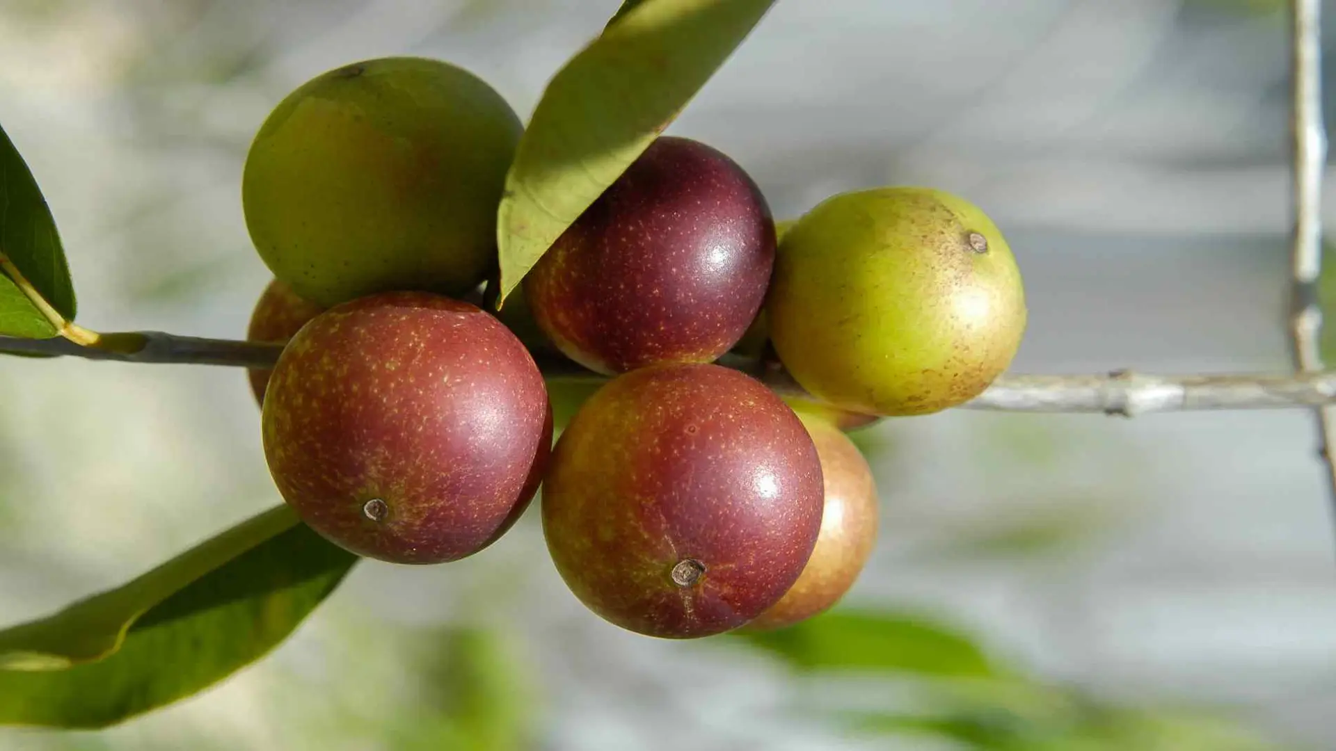 descubre-el-fruto-amazonico-con-60-veces-mas-vitamina-c-que-la-naranja-para-fortalecer-la-salud