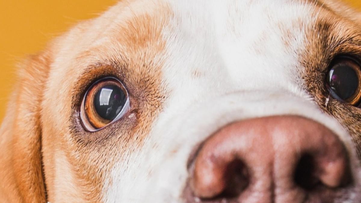 Un ansiolítico usado en medicina humana demuestra su efectividad ante problemas de comportamiento en perros | PortalVeterinaria
