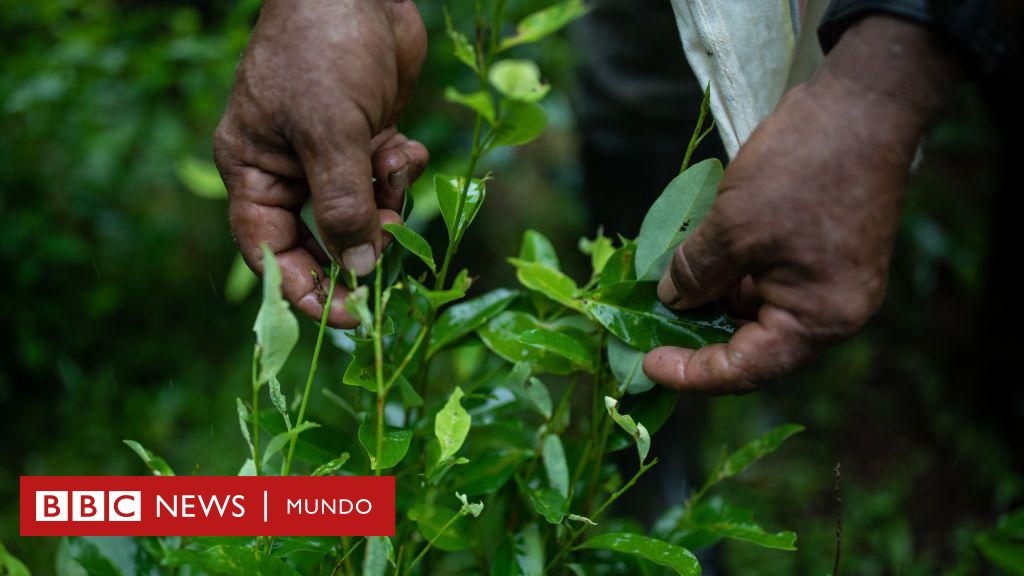 Por qué hay sobreoferta de coca en América Latina (y las repercusiones de esto en la región y el mundo) – BBC News Mundo