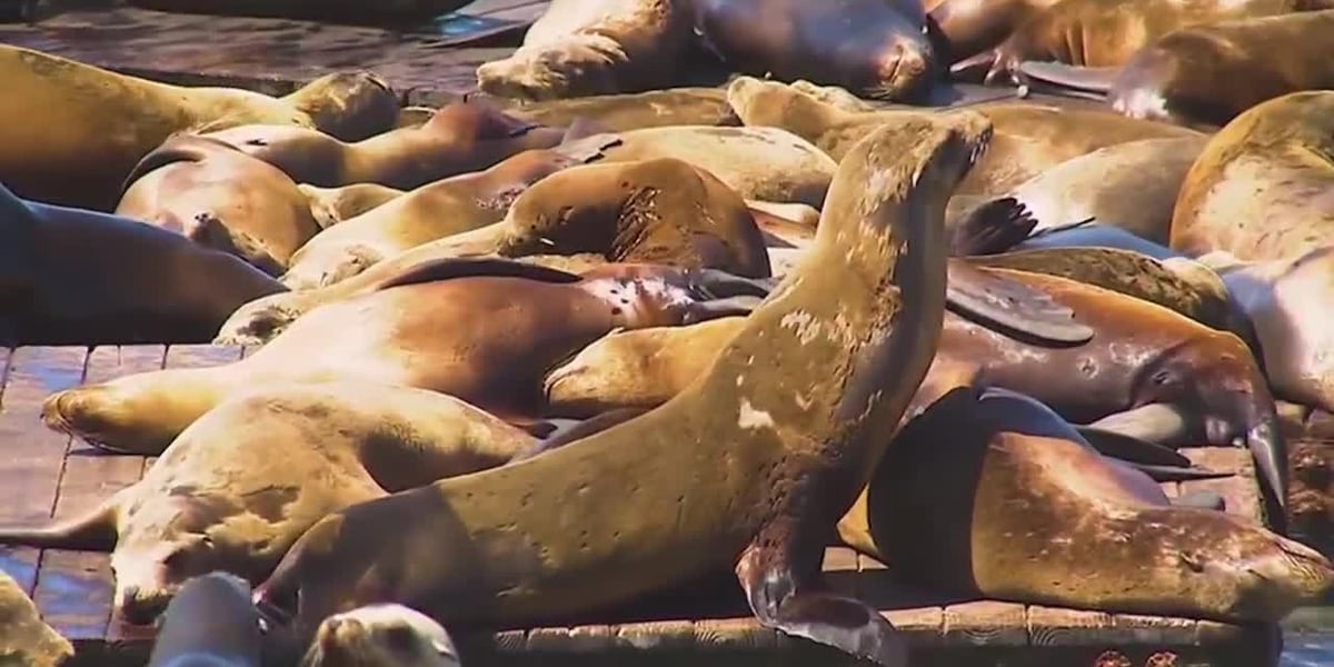 Surge of sea lions at the San Francisco Bay is the most they’ve seen in 15 years