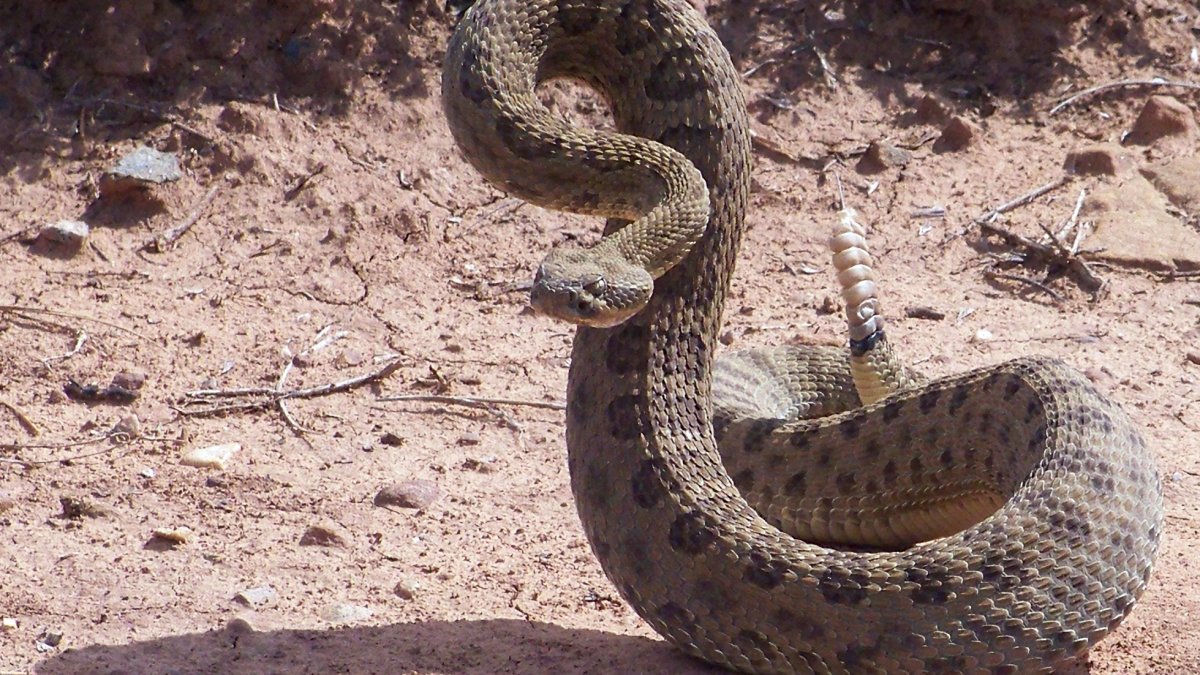 alerta-ante-aumento-de-serpientes-de-cascabel-en-parque-del-area-de-la-bahia