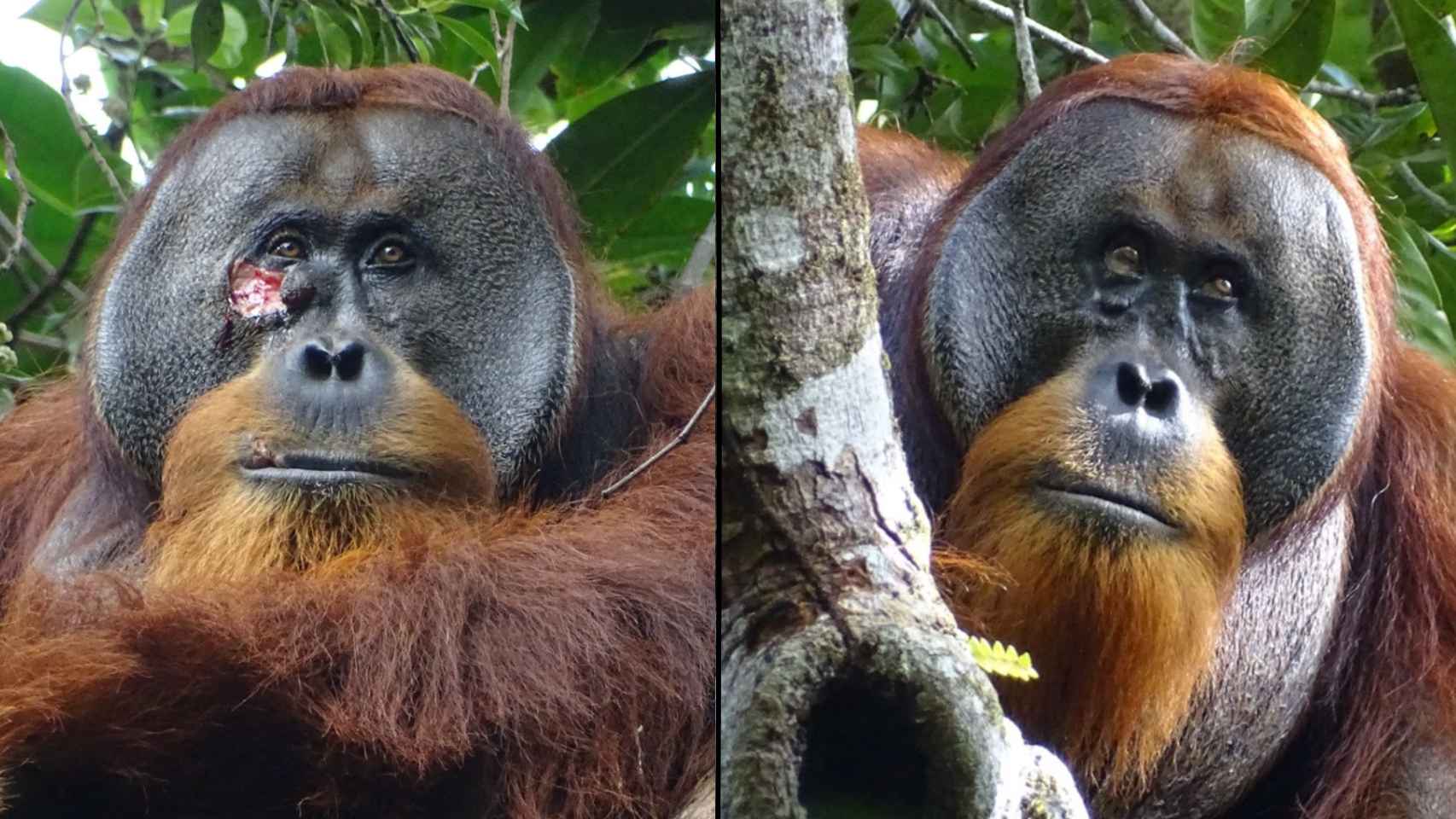 Captan por primera vez a un orangután elaborando medicina y curándose con éxito una herida en la cara
