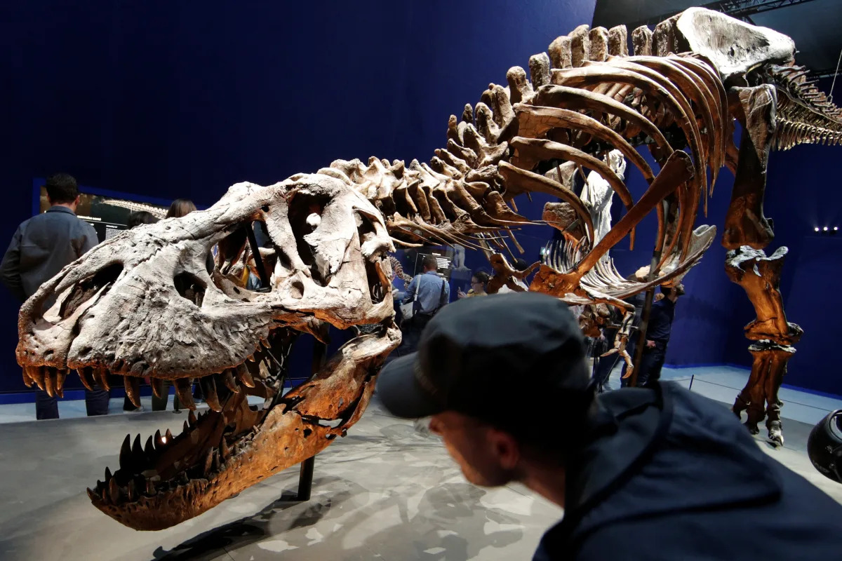 Otro error de Jurasic Park: El Tiranosaurio rex no era tan listo como creíamos