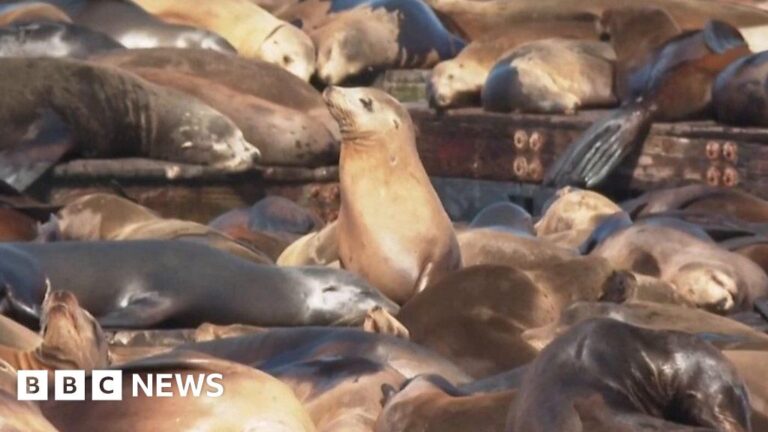 a-record-number-of-sea-lions-gather-in-san-francisco