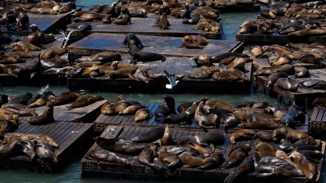 Sea lion surge at San Francisco’s Pier 39