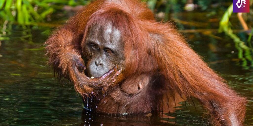 Orangután salvaje usa medicina natural para sanar una herida, según científicos