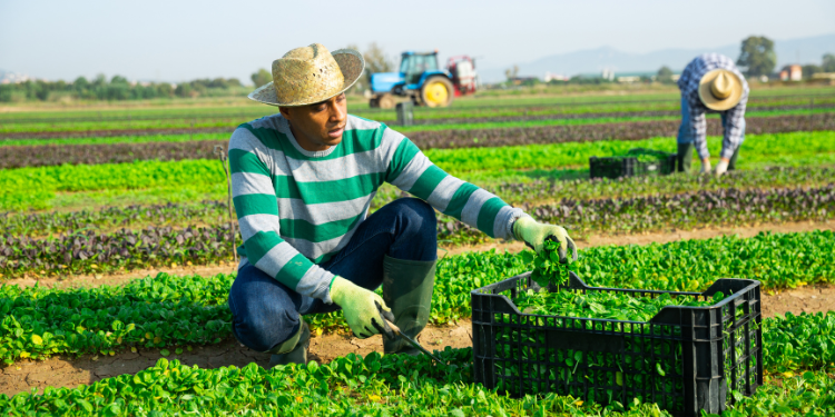 Nueva protección para trabajadores agrícolas temporales entrará en vigor en junio – KSDY 50