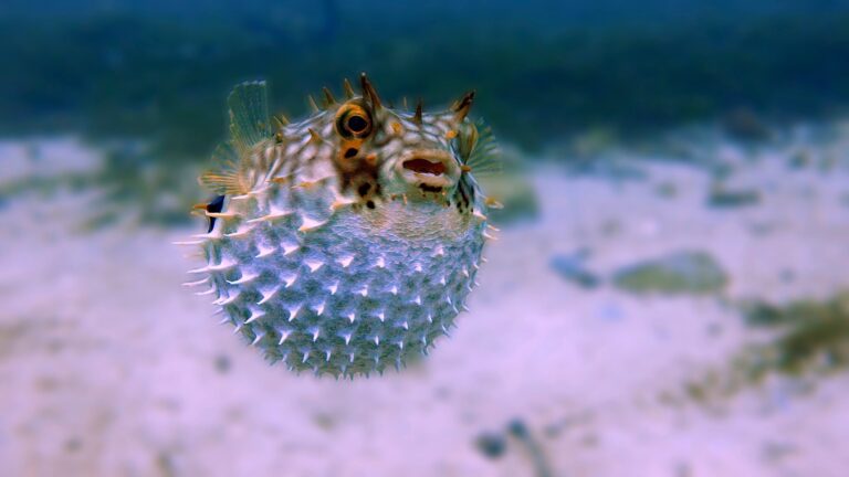 pez-globo:-un-mundo-fascinante-de-espinas,-veneno-y-supervivencia