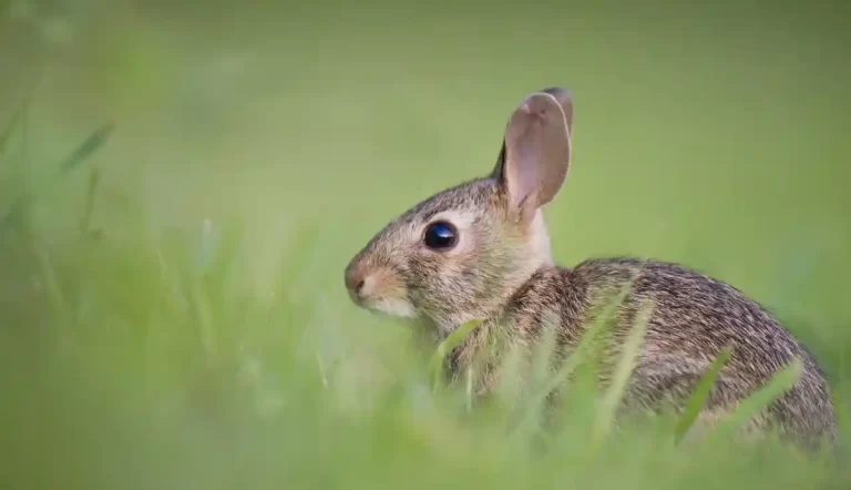 curiosidades-de-los-conejos-:-mamiferos-con-gran-historia