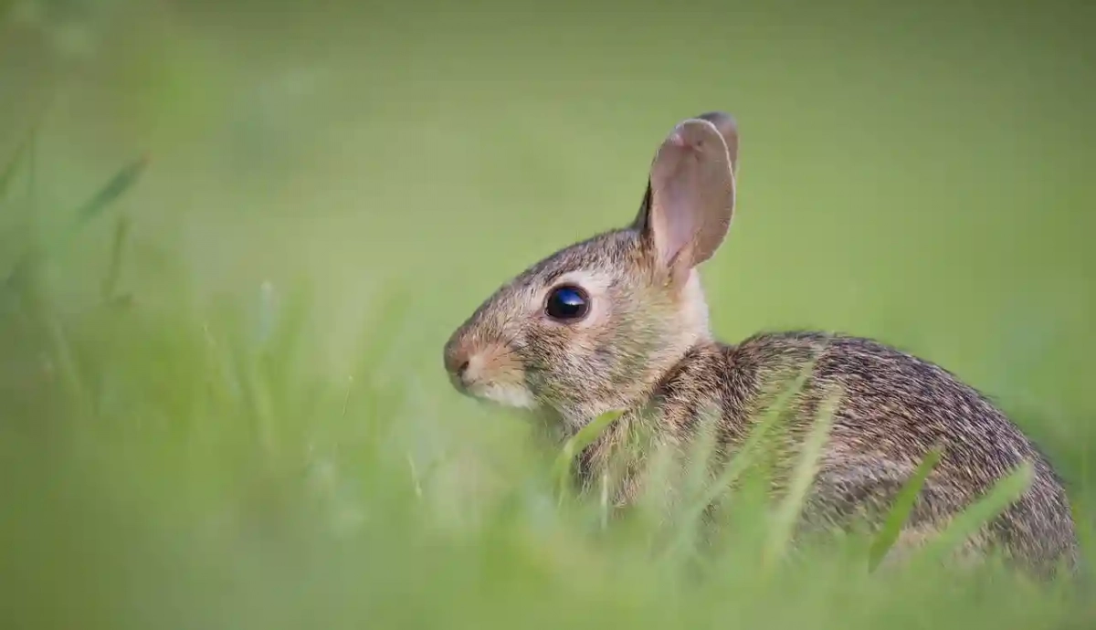 Curiosidades de los conejos : mamíferos con gran historia