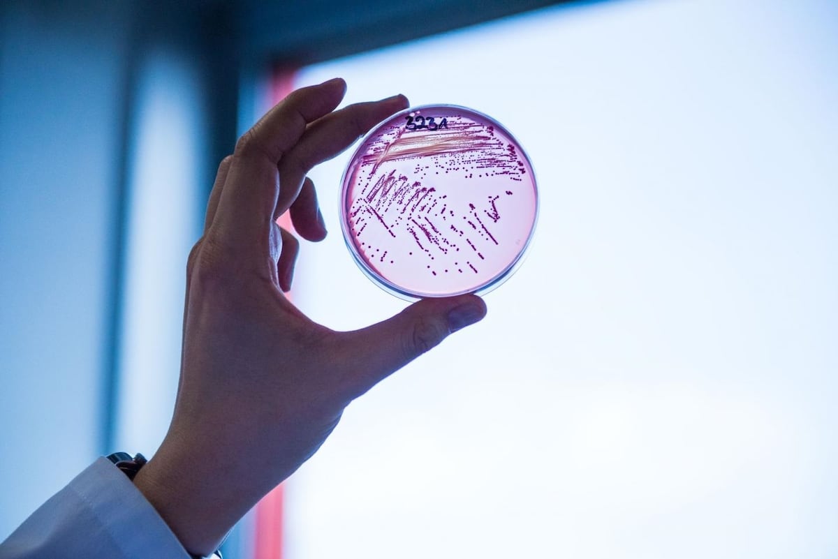 Un nuevo antibiótico da tiempo a la medicina en la interminable lucha contra las superbacterias